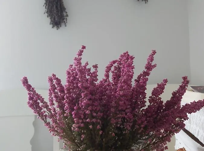 Appartement Lawendowe Love Rynek Close Center Rzeszów